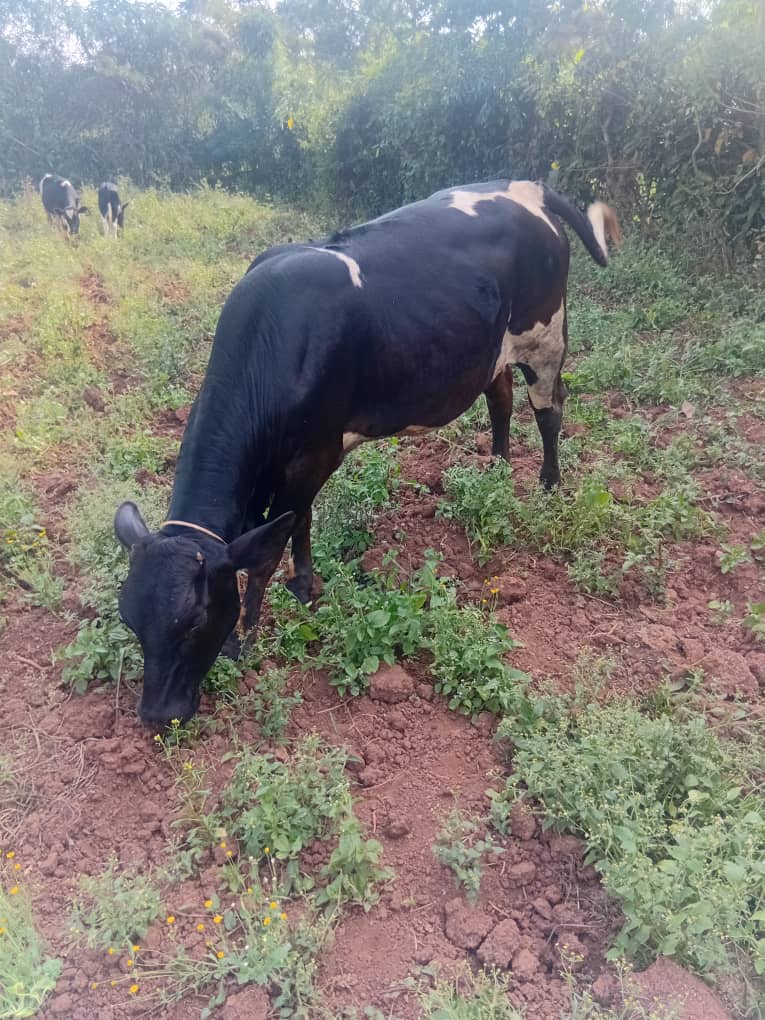 Cow grazing on agricultural land