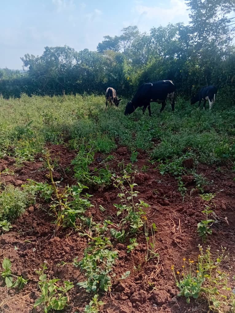 Cattle in a green field